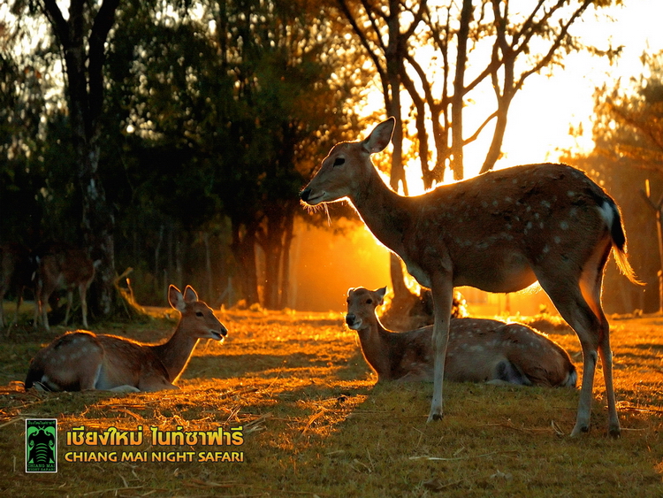 Chiang Mai Night Safari