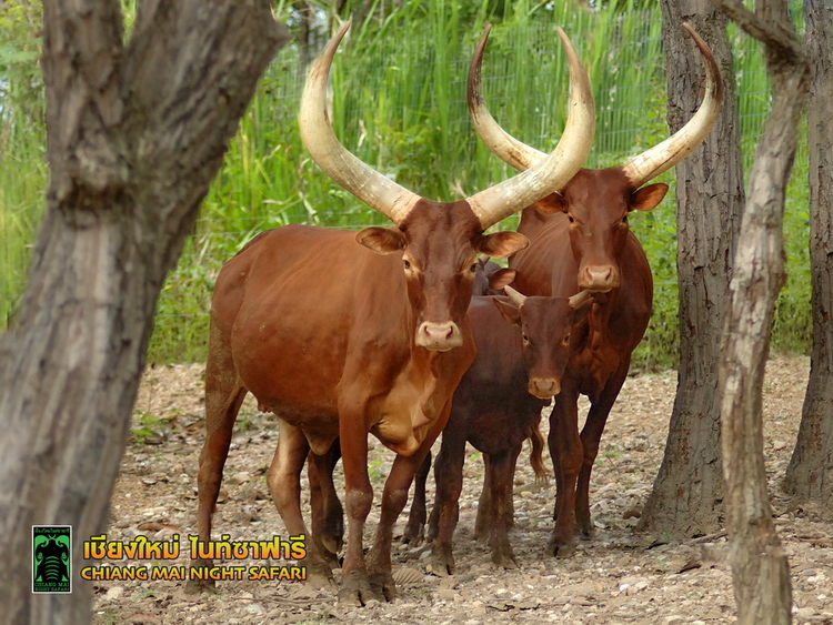 Chiang Mai Night Safari