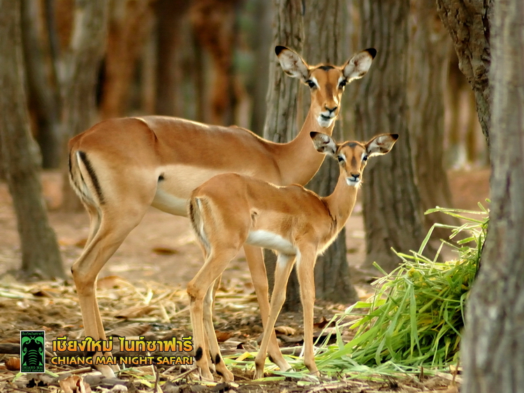 Chiang Mai Night Safari