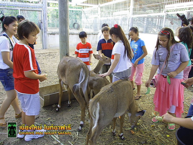 Chiang Mai Night Safari