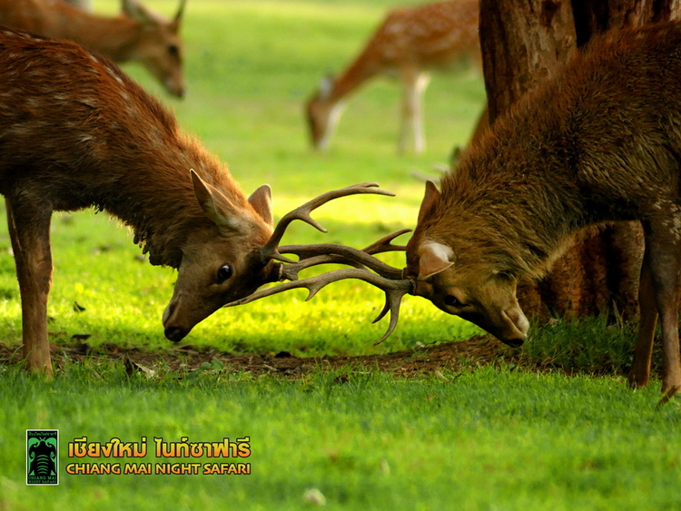 Chiang Mai Night Safari