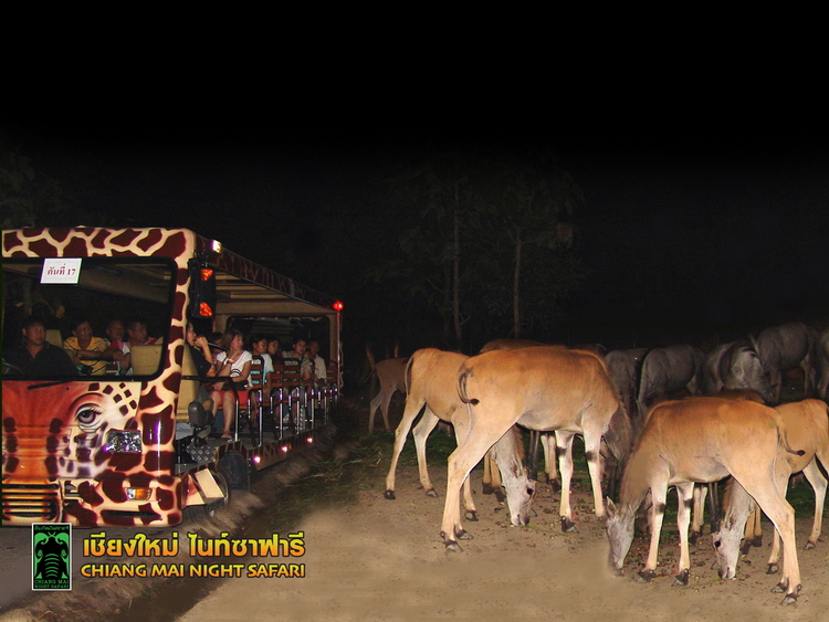 Chiang Mai Night Safari