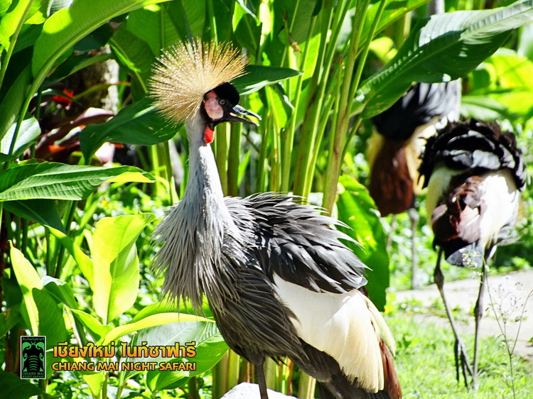 Chiang Mai Night Safari