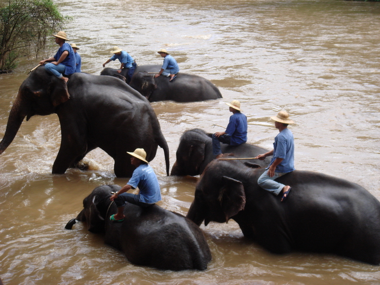 Mae Sa Elephant Camp