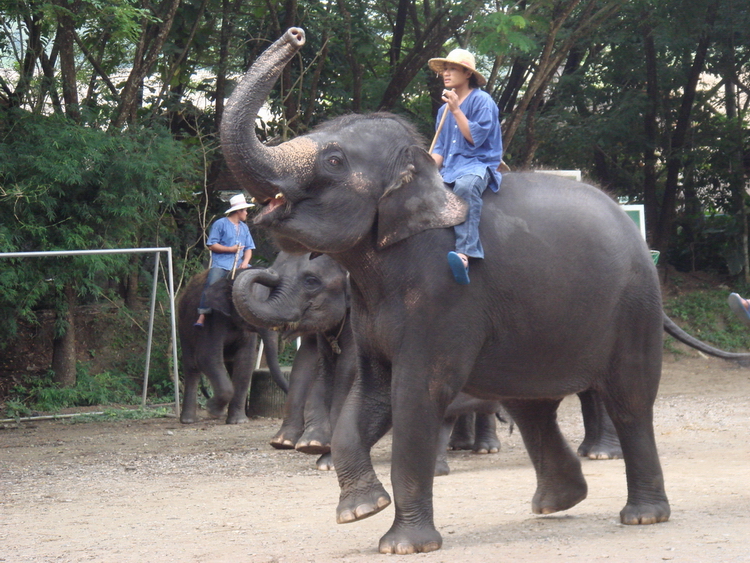 Mae Sa Elephant Camp