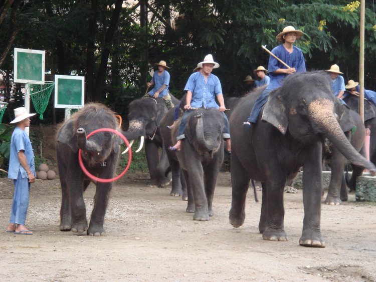 Mae Sa Elephant Camp