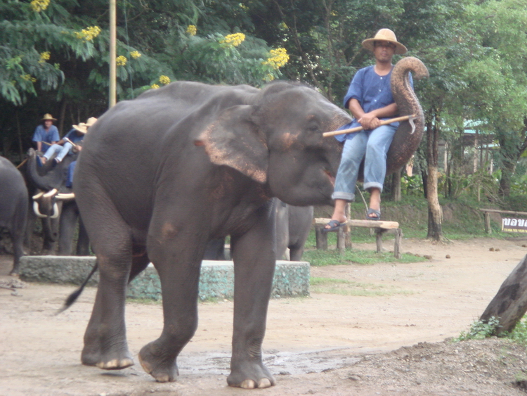 Mae Sa Elephant Camp