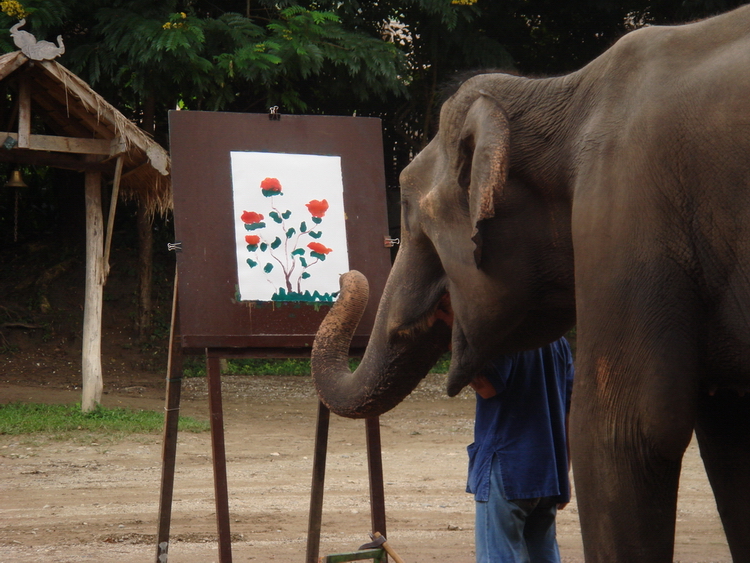 Mae Sa Elephant Camp