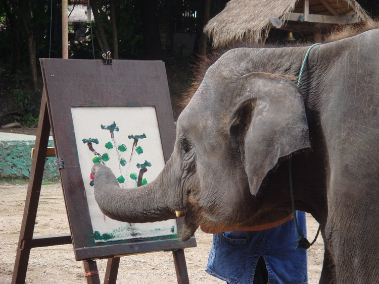 Mae Sa Elephant Camp