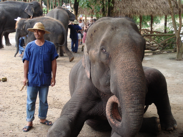 Mae Sa Elephant Camp