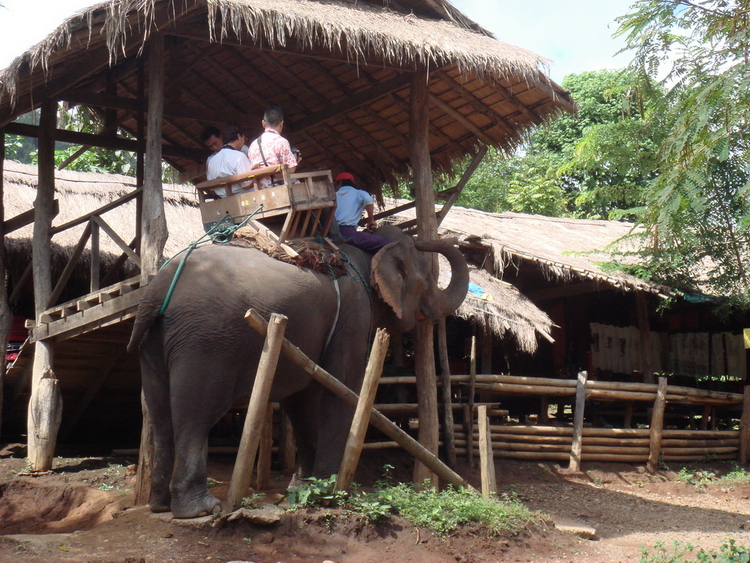 Mae Sa Elephant Camp