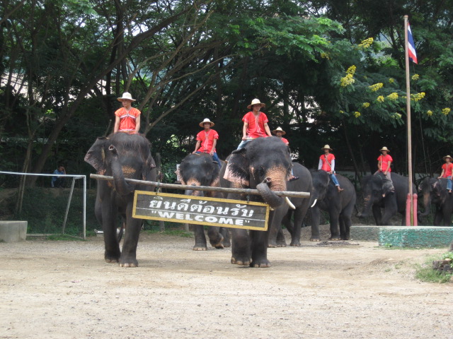 Mae Sa Elephant Camp