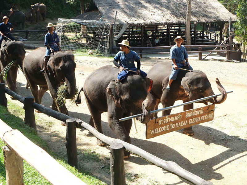 Mae Sa Elephant Camp